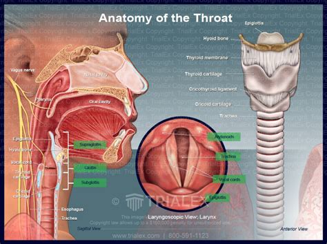 Deep Throat Escort Inderbor